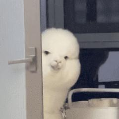 DƬ